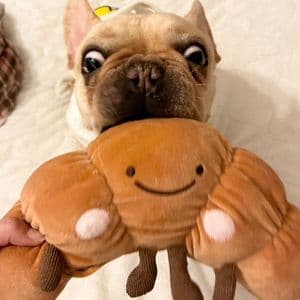 ペットプロ ペットプロ ぶんぶんはむはむ クロワッサン | 激安の新品・型落ち・アウトレット 家電 通販 XPRICE - エクスプライス (旧 PREMOA - プレモア)